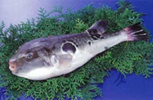  p>红鳍东方鲀(学名: i>takifugu rubripes /i>):是大形 a href="#">