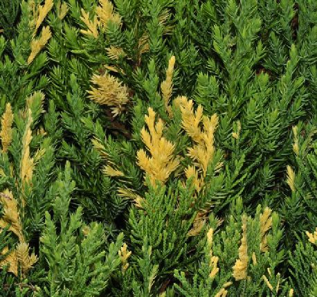  p>金叶桧(学名: i>sabina chinensis /i> (l.) ant. var.