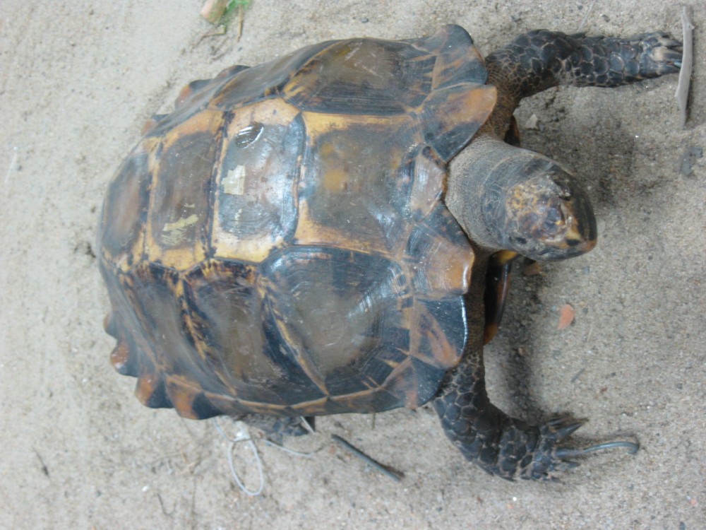  p>凹甲陆龟(学名: i>manouria impressa /i>)是陆龟科,凹甲陆龟属