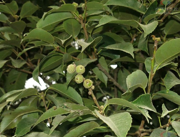  p>苦槠〔学名: i>castanopsis sclerophylla /i> (lindl.)schott.