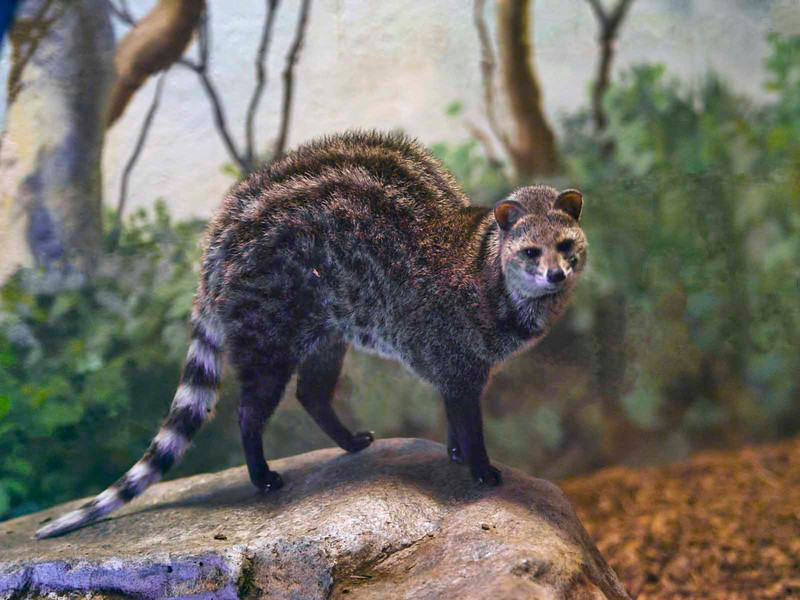 广东封开黑石顶保护区