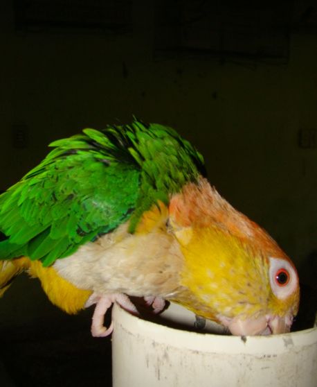  p>金头凯克鹦鹉(学名:pionites leucogaster)是典型的 a href="#"