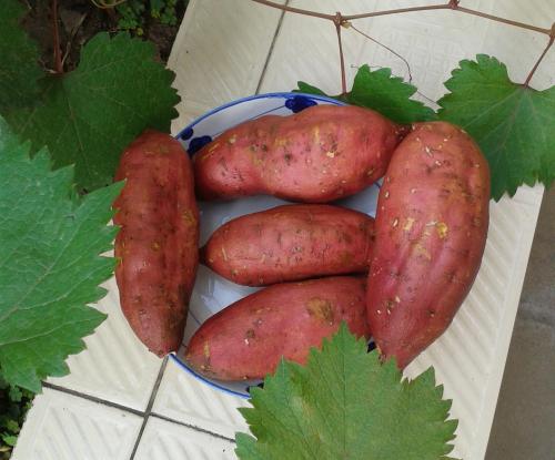 ">大路口山芋,安徽省 a target="_blank" href="/item/泗县/3066997"