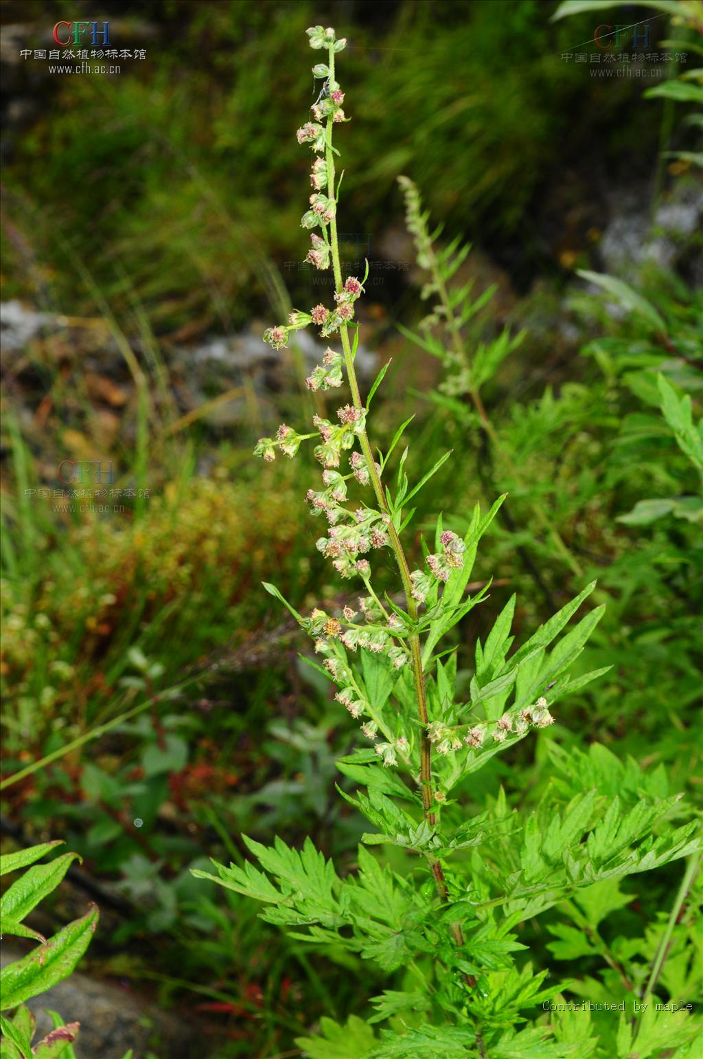  p>甘青蒿( a href="#" data-lemmaid="8074290">学名 /a>:artemisia