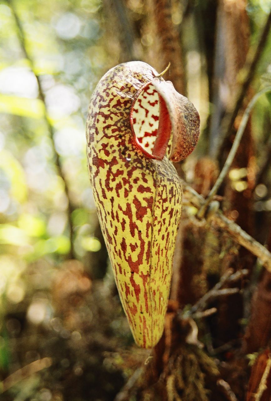 nepenthes hamiguitanensis
