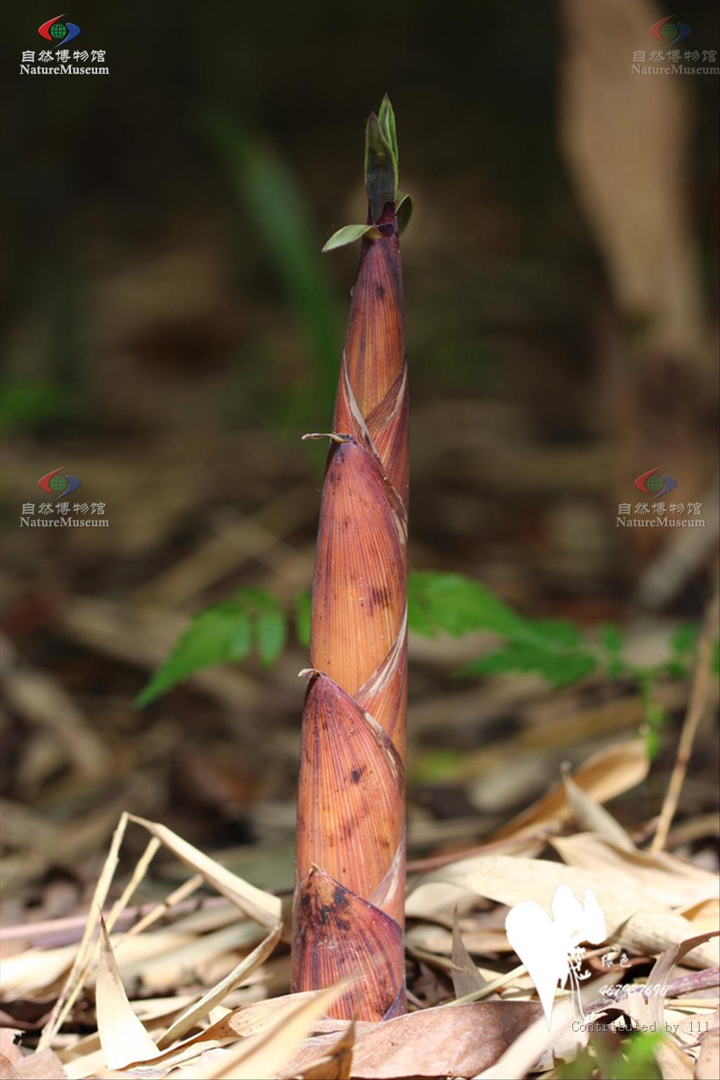  p>刚竹属(学名:phyllostachys)是禾本科 a target="_blank" href="
