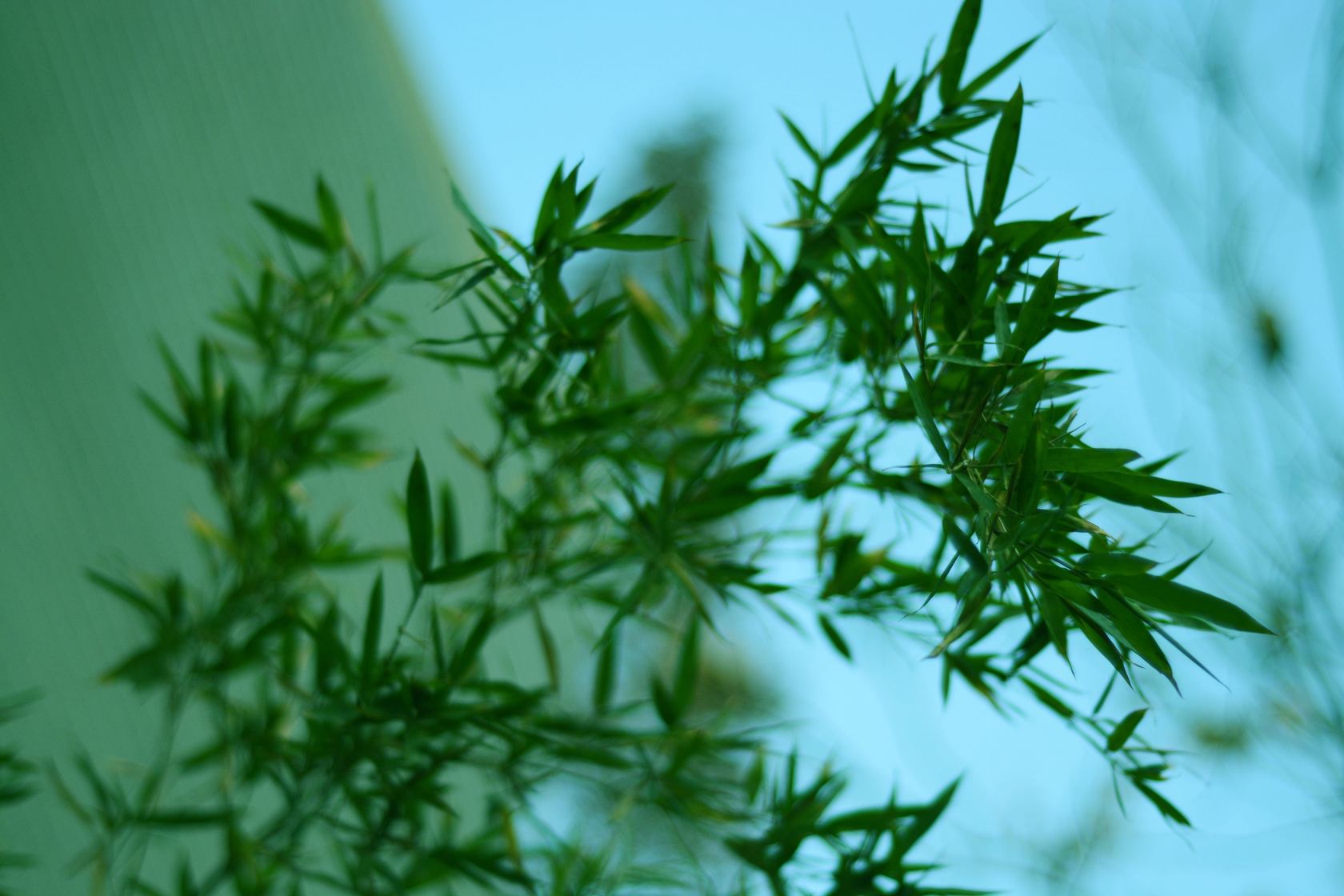 禾本科,矮竹属.灌木状,高约0.6 m,径2～3 mm.