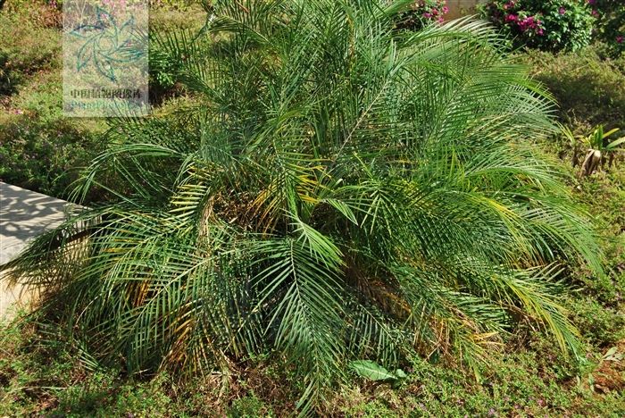 phoenix acaulis roxb.