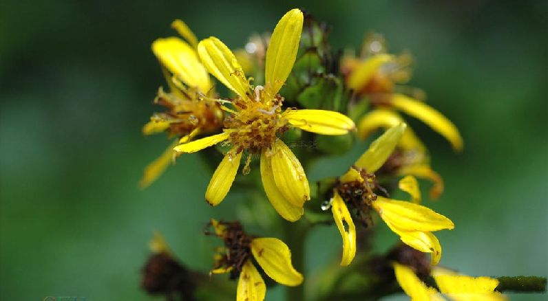 k8qqt">被子植物的花,有的是单朵花单生于枝的顶端或叶腋处,称单生花