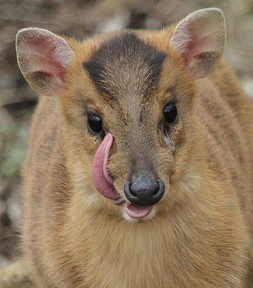  p>小麂(学名: i>muntiacus reevesi /i>)是一种小型的鹿科动物,栖息