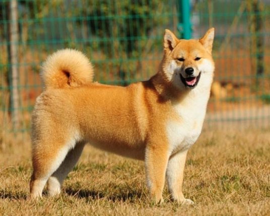 日本柴犬 百度百科