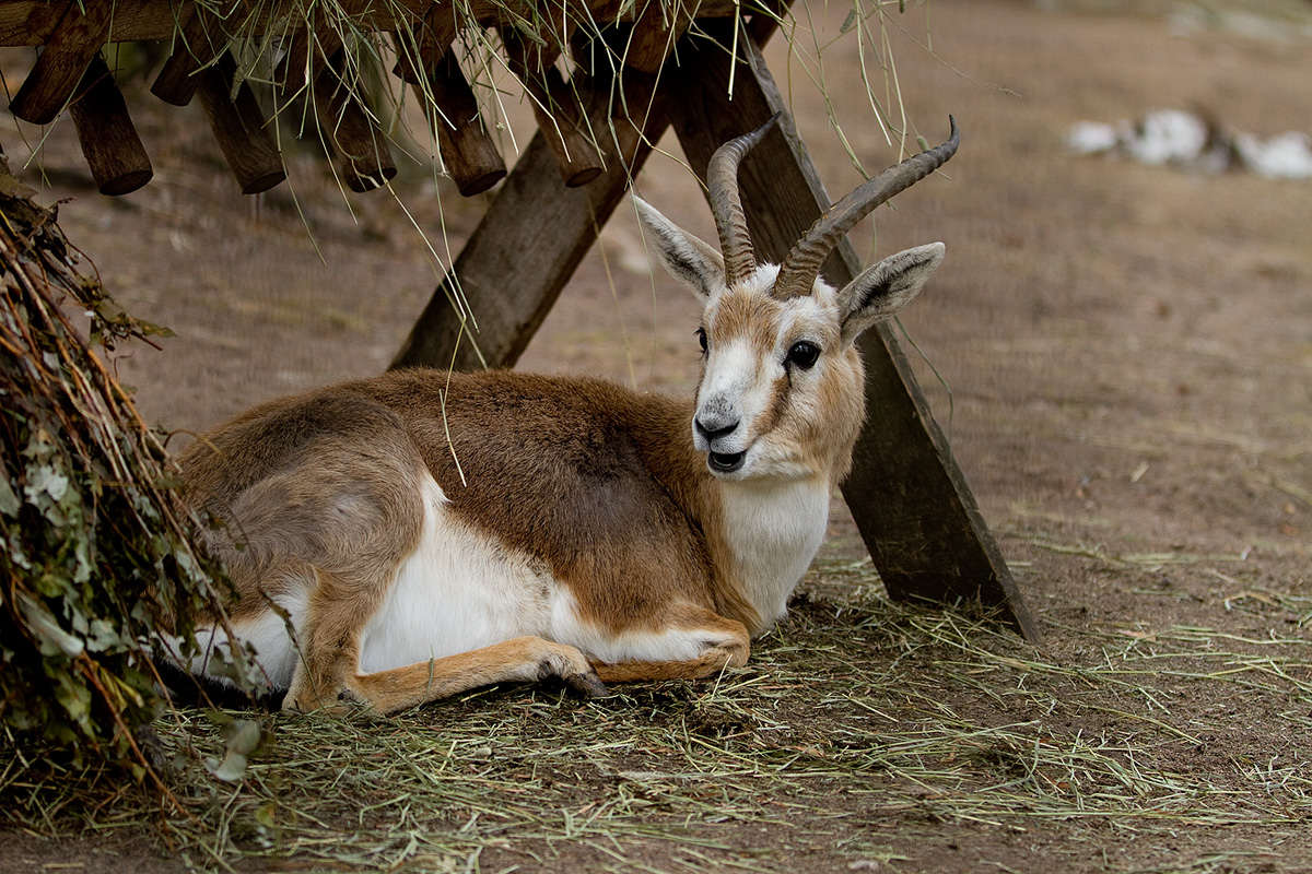  p>鹅喉羚( i>gazella subgutturosa /i>)属典型的荒漠,半荒漠区域