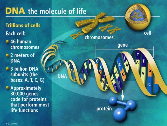  p>遗传密码是一组规则,将 a href="#" data-lemmaid="98123">dna /a>
