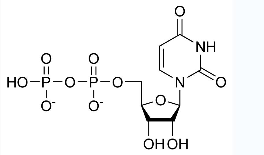 尿苷二磷酸