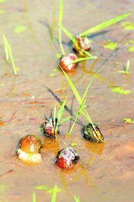  p>福寿螺(学名: i>pomacea canaliculata /i>)是瓶螺科,瓶螺属软体