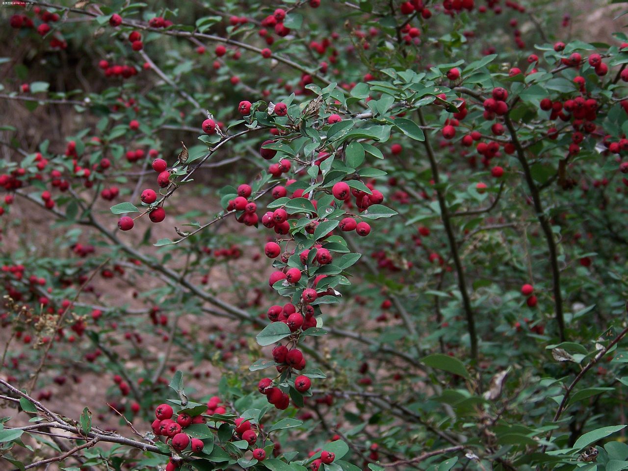 p>垂枝山荆子,为山荆子垂枝变型,小乔木植物,枝细下垂,叶片较小,叶边