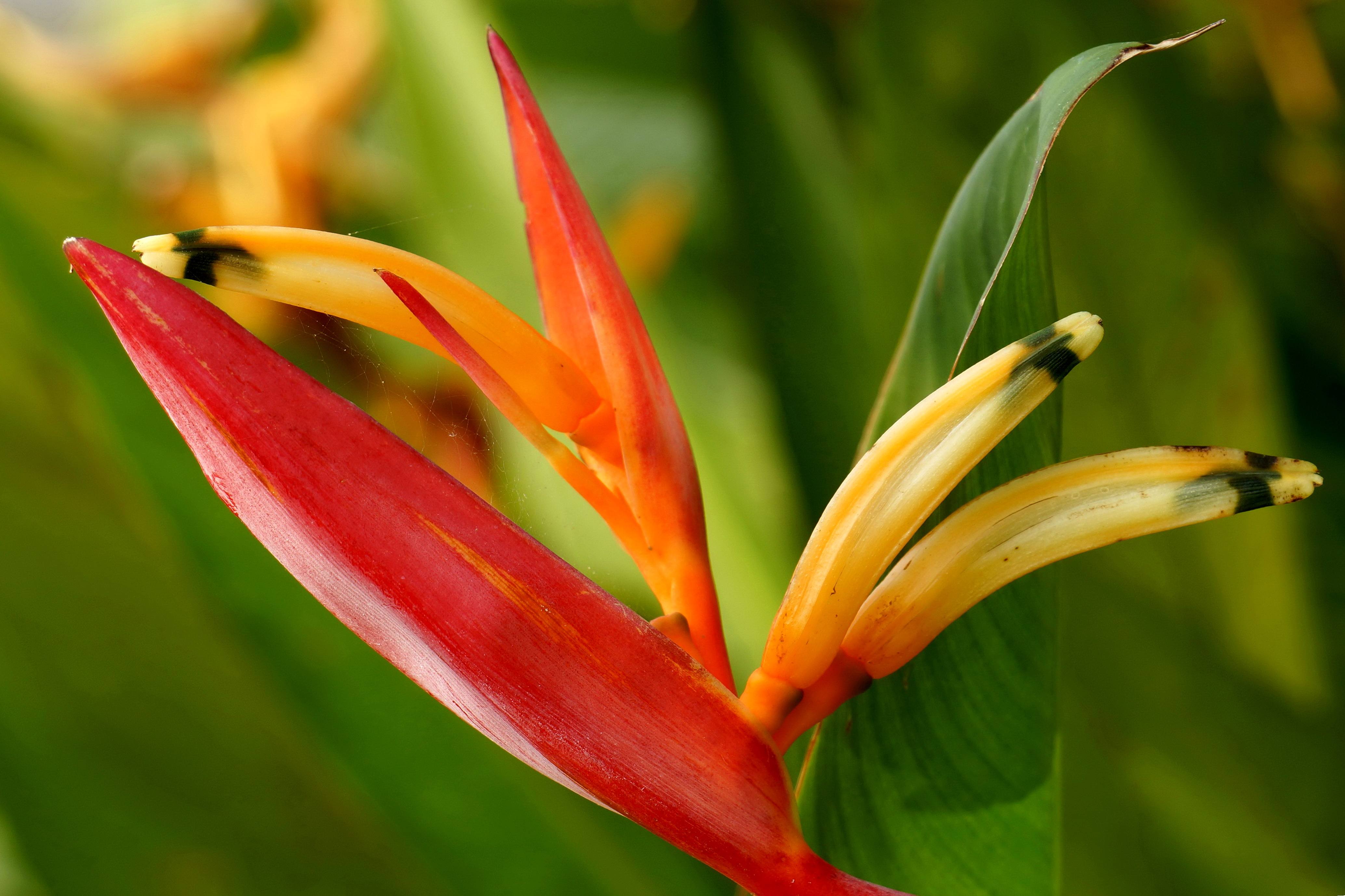  p data-id="txwaaywztlpt">鹤望兰,旅人蕉科鹤望兰属多年草本植物,无