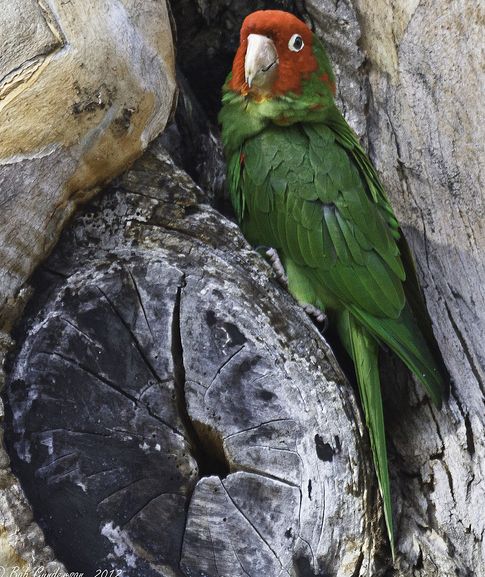  p>红面具锥尾鹦鹉(学名:aratinga erythrogenys)是典型的 a href="#"