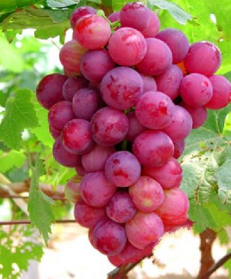 红旗葡萄