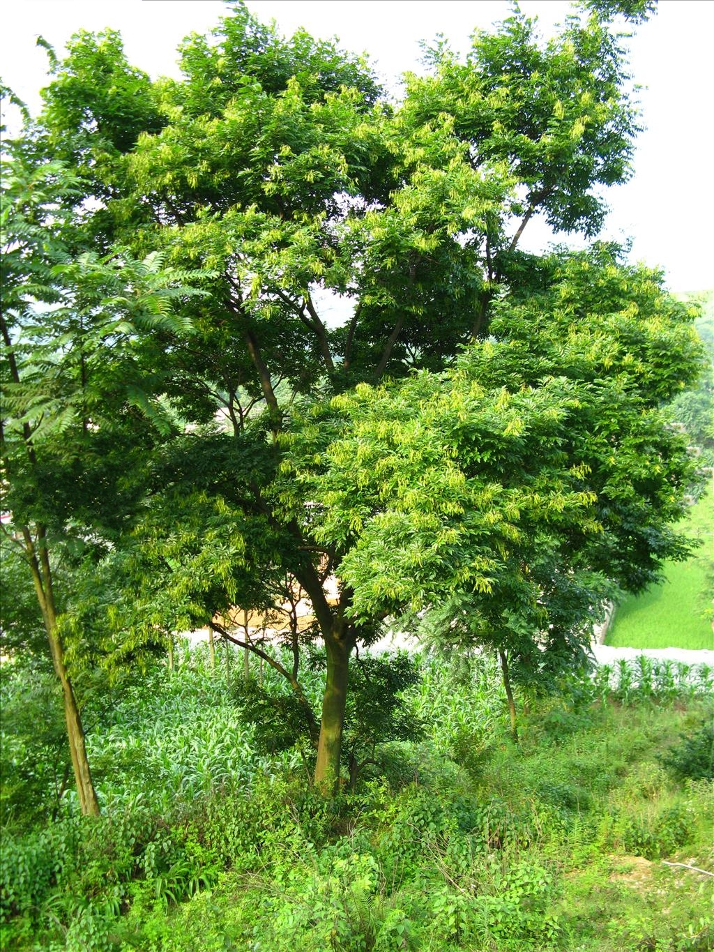  p>翅荚香槐 (学名: i>cladrastis platycarpa /i> (maxim.