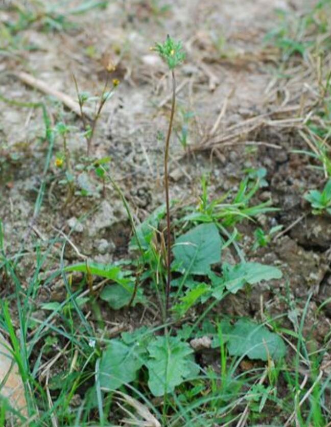  p>异叶黄鹌菜(学名: i>youngia heterophylla /i>)是黄鹌菜属植物,根