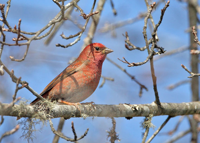 p>赤朱雀(学名: i>agraphospiza rubescens /i>):为燕雀科朱雀属的 a