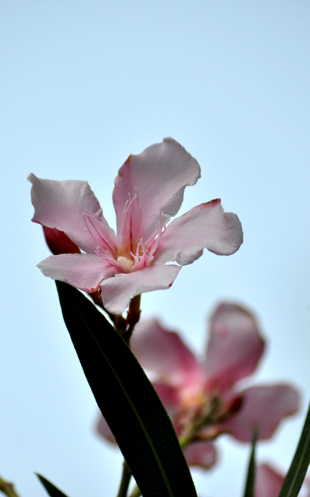  p>夹竹桃(学名: i>nerium oleander  /i>l.