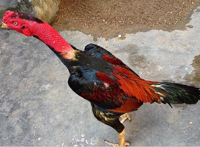  p>鬼子鸡属中型鸡又称 a target="_blank" href="/item/越南斗鸡