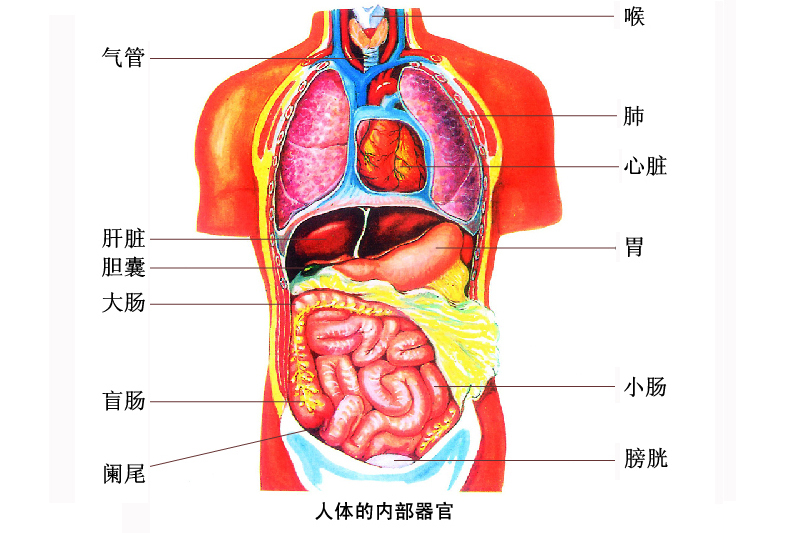 人体器官