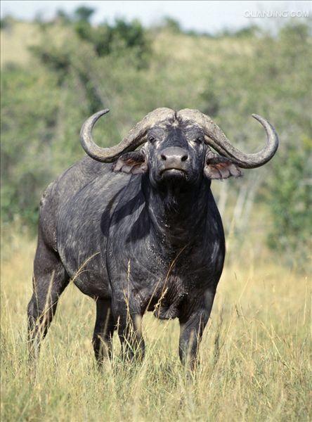  p>水牛(学名:bubalus bubalus,英文名称:asian buffalo)也叫印度水牛