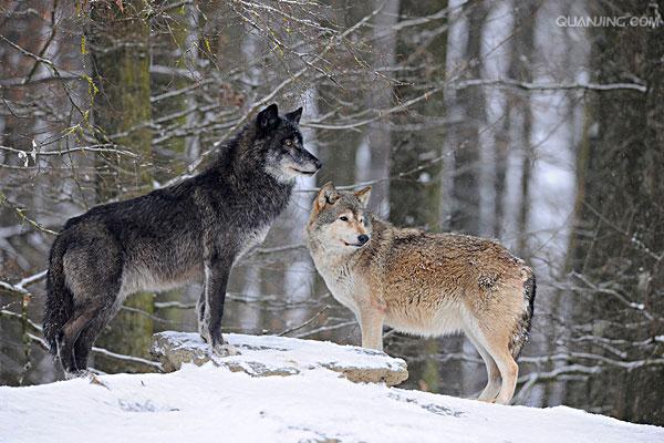  p>苔原狼 i>(学名:canis lupus albus) /i>是灰狼的一个亚种,属于