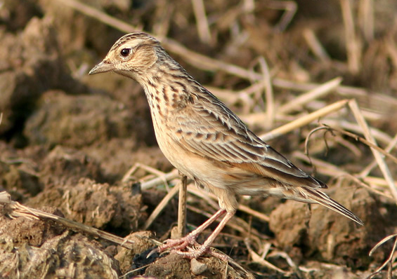小云雀泰国亚种
