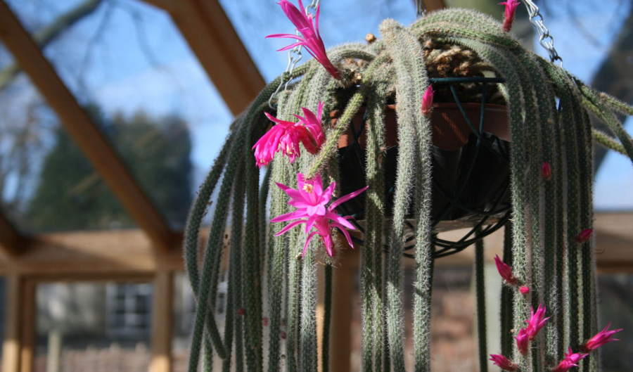 是仙人掌科鼠尾掌属植物,变态茎细长,匍匐,在原产地长可达2米,具气