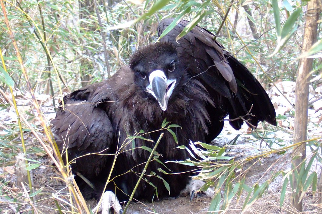  p>黑雕(学名: i>aquila verreauxii /i>):是鹰科,雕属的物种.