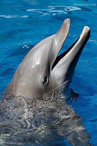 i>(montagu, 1821), a target="_blank" href="/item/海豚科/1521536"