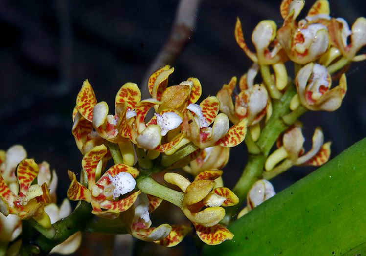  p>窄果脆兰(学名: i>acampe ochracea /i>  (lindl.)  hochr.