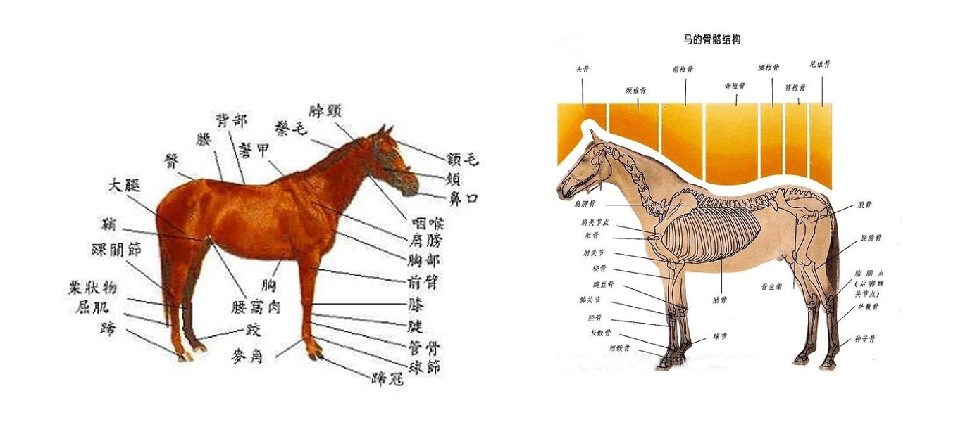 是现存数量最多的奇蹄目成员,5000多年前被人类驯化为家畜,用于拉车