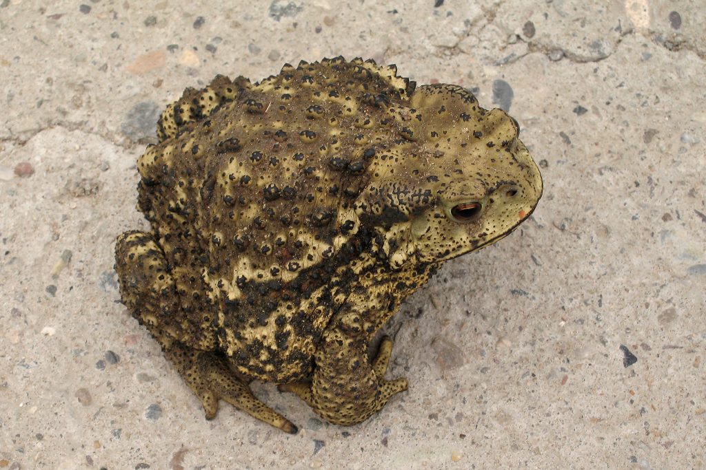  p>睫眉蟾蜍(amietophrynus superciliaris),又名 a target="_blank"