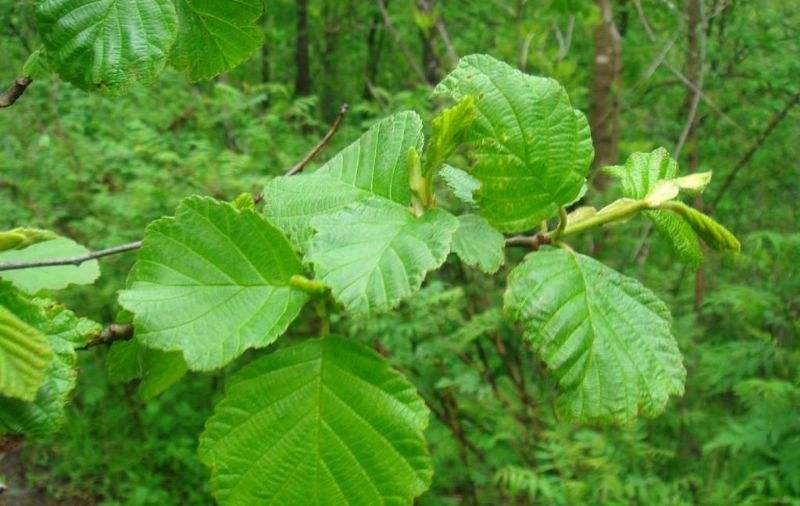 辽东桤木