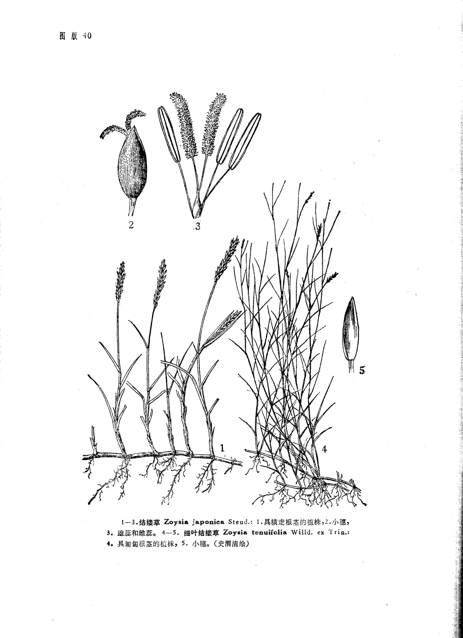 结缕草