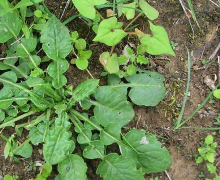  p>巨头大丁草(学名:gerbera macrocephala)是菊科 a target="_blank"