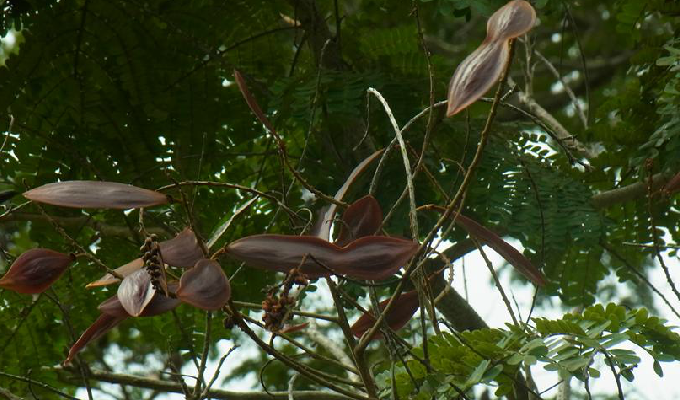  p>落叶乔木,无刺;叶为大型偶数羽状复叶;花美丽,组成顶生和腋生的 a