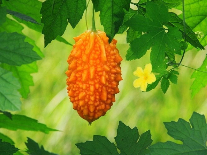 1vzaf">甜心果( i>momordica charantia /i> abbreviata)又名金铃子