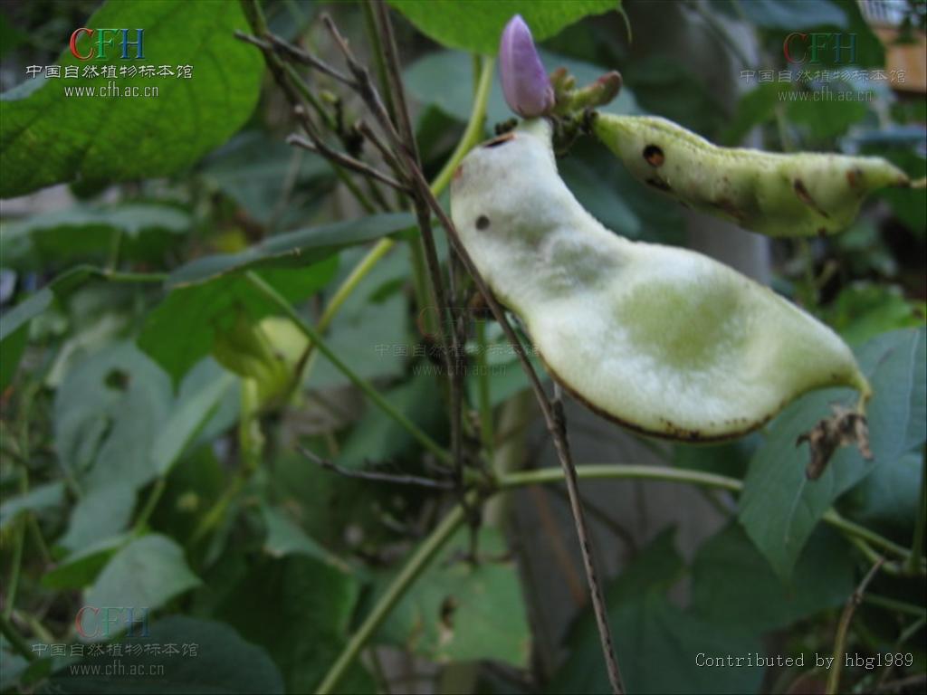  p>扁豆(学名: i>lablab purpureus /i> (linn.