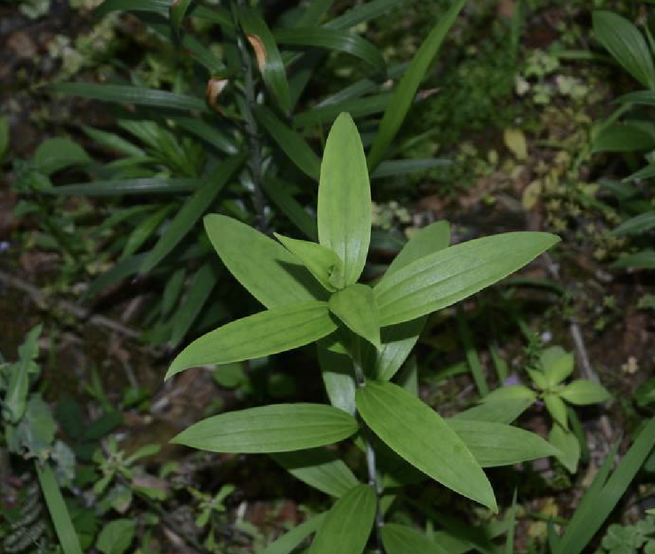  i>gloriosoides /i> baker)是百合科百合属植物,鳞片宽披针形, 22