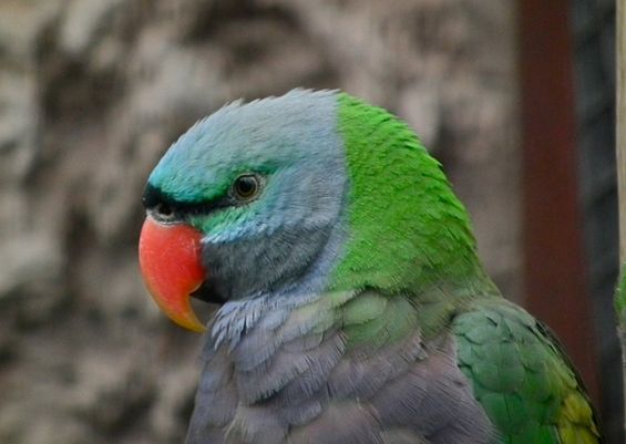  p>德拜鹦鹉(学名: i>psittacula derbiana /i>)是典型的 a target="