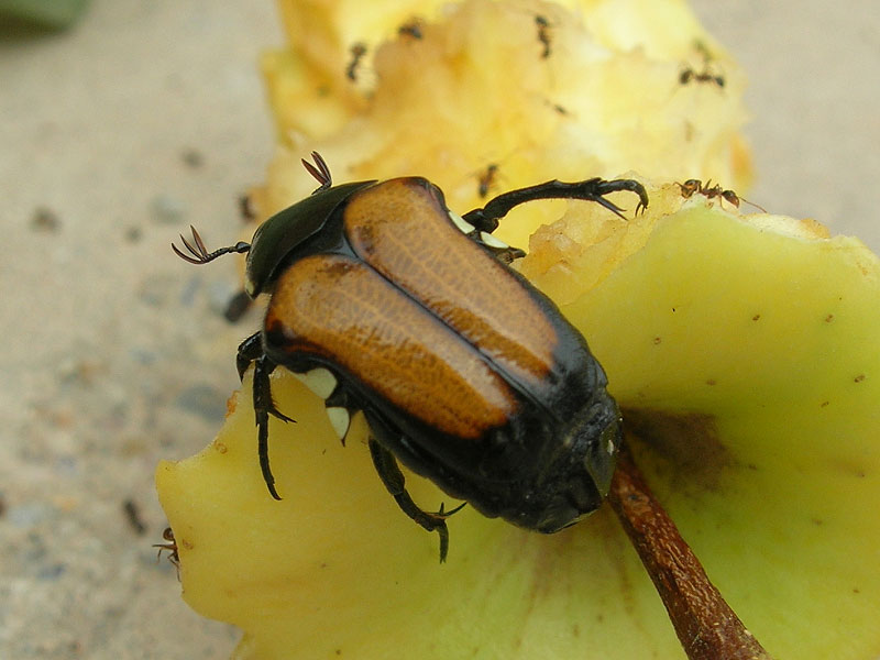  p>褐扁花金龟,体长9～12mm,属于金龟子科.