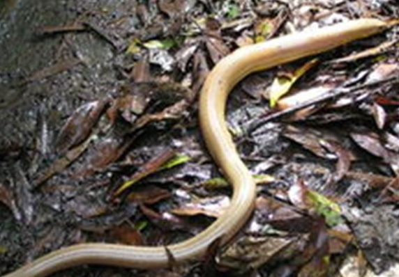 无足蜥蝪,外观似蛇,但其实是 a target="_blank" href="/item/蜥蜴