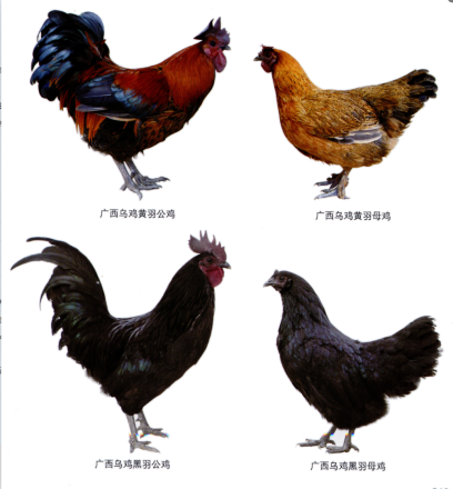乌鸡_百度百科