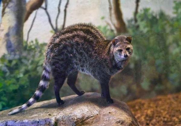 yey90v">小灵猫(学名: i>viverricula indica /i>),俗称七间狸,乌脚狸